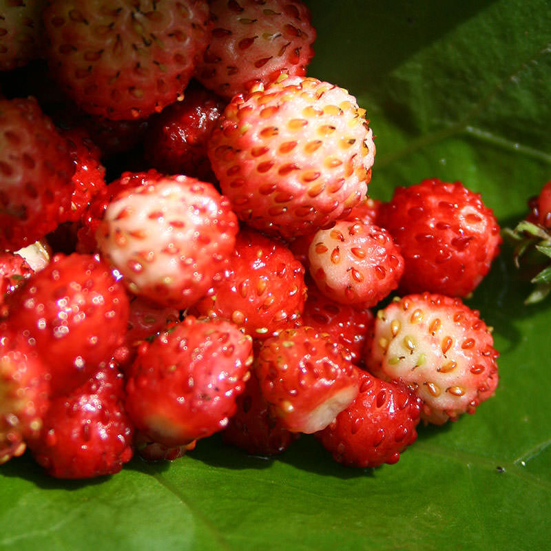 Erdbeeren