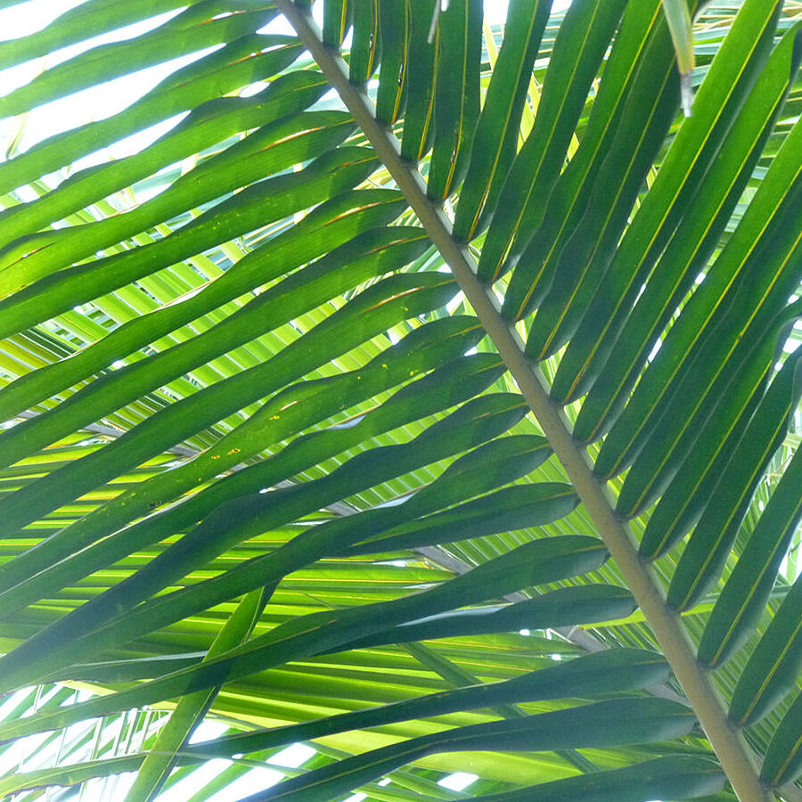 10palmenblatt(c)hoeller_1200