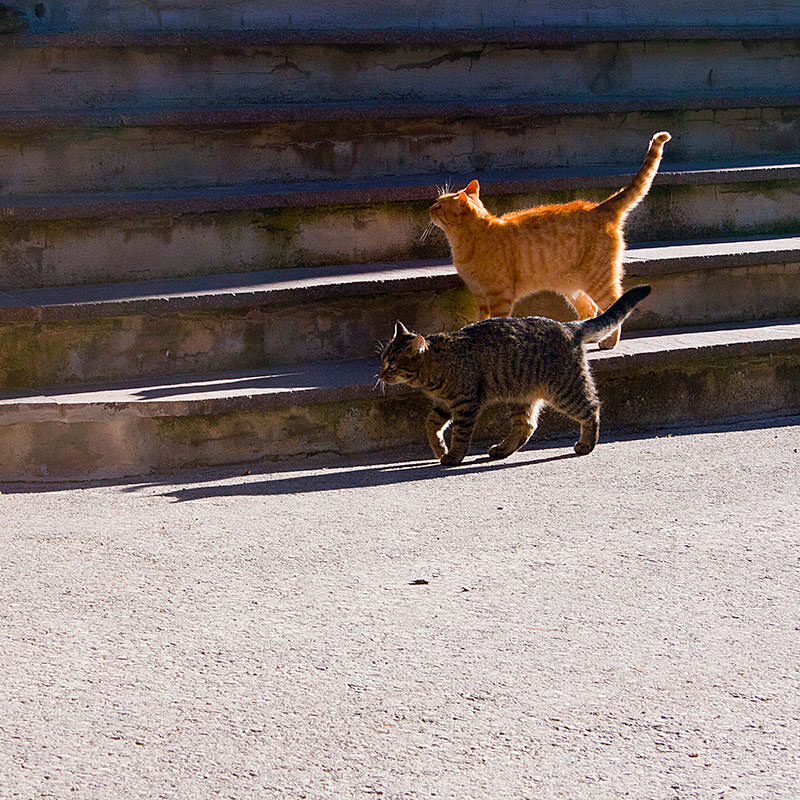Zwei Katzen laufen auf einer Treppe